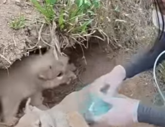 M3003002 El mundo de arriba nos rompió bajo tierra intentamos sobrevivir (Part 2)
