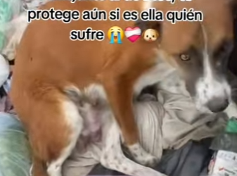 M3003001 El amor de mamá no se puede describir, pero aún en los animalitos se (Part 2)
