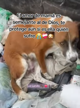 M3003001 El amor de mamá no se puede describir, pero aún en los animalitos se (Part 2)