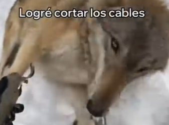 V3003012 Este Cachorro De Lobo Salvó Su Madre (Part 2)