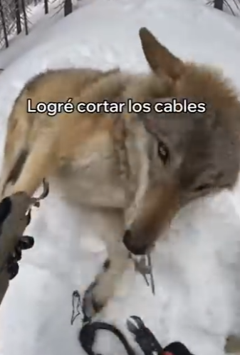 V3003012 Este Cachorro De Lobo Salvó Su Madre (Part 2)