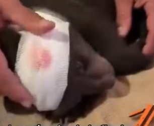 V3003010 Salvé La Vida De Este Pequeño Oso (Part 2)