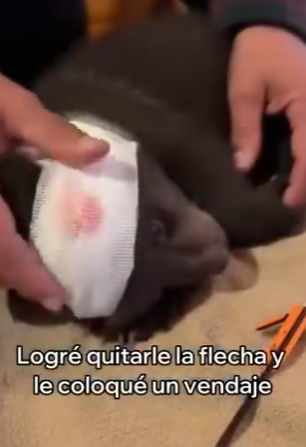 V3003010 Salvé La Vida De Este Pequeño Oso (Part 2)