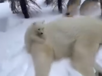 V3003002 Este Oso Polar Me Pidió Ayuda y Esto Pasó (Part 2)