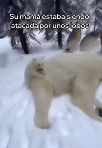 V3003002 Este Oso Polar Me Pidió Ayuda y Esto Pasó (Part 2)