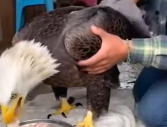 V3003006 Rescaté Esta Aguila Me Dio Una Sorpresa (Part 2)