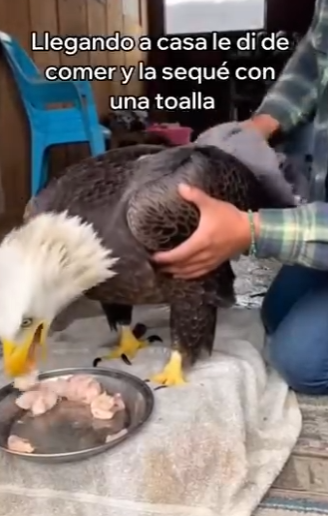 V3003006 Rescaté Esta Aguila Me Dio Una Sorpresa (Part 2)