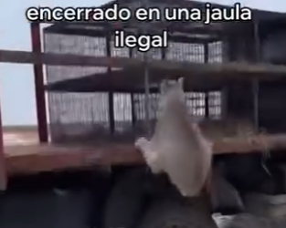 V3003013 Esta Lince Salvó Su Cachorro (Part 2)