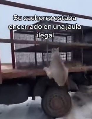 V3003013 Esta Lince Salvó Su Cachorro (Part 2)