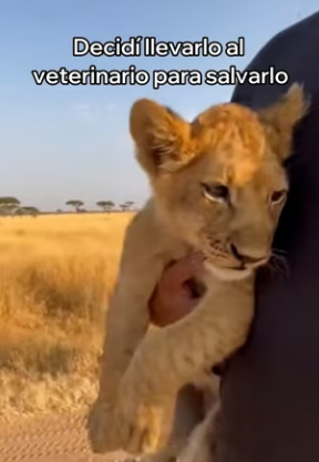 V3003001 Rescaté a Este Pequeño León y Esto Pasó (Part 2)