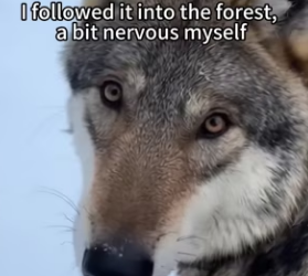 F3003006 Would you follow a wolf into the woods (Part 2)