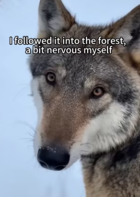 F3003006 Would you follow a wolf into the woods (Part 2)