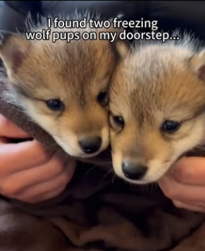 F3003005 The blizzard brought unexpected visitors… two wolves at my door with their babies (Part 2)