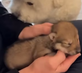 F3003001 My Dog Accidentally Adopted a Wolf (Part 2)