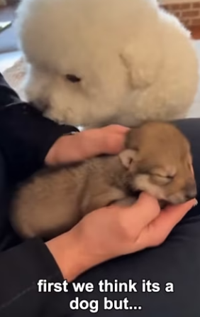 F3003001 My Dog Accidentally Adopted a Wolf (Part 2)