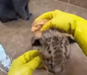 F3003003 My Cat Found A Lion (Part 2)