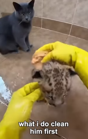 F3003003 My Cat Found A Lion (Part 2)