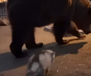 F3003002 Bear Adopted a Baby Wolf So It Wouldn’t Miss His Mother (Part 2)