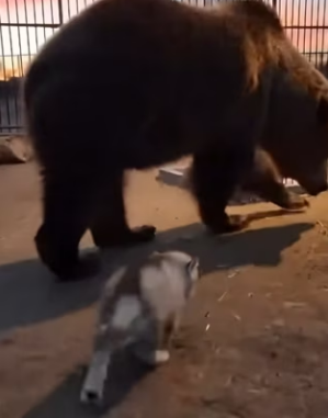 F3003002 Bear Adopted a Baby Wolf So It Wouldn’t Miss His Mother (Part 2)