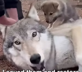 F3003004 Mama Wolf’s Last Hope (Part 2)