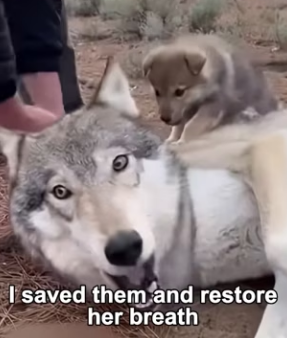 F3003004 Mama Wolf’s Last Hope (Part 2)