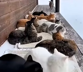 E2703012 Ketua Oyen (Part 2)
