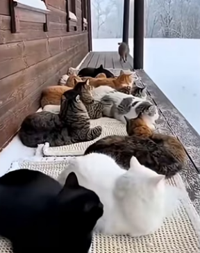 E2703012 Ketua Oyen (Part 2)