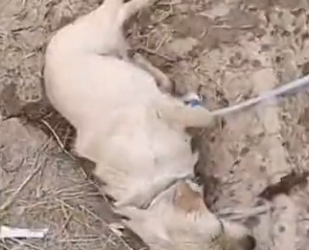 U3003006 After being rescued, the animal received medical attention (Part 2)