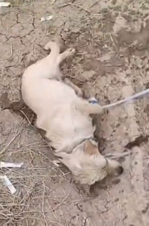U3003006 After being rescued, the animal received medical attention (Part 2)