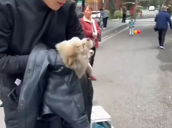 B3003005 A wounded puppy with its head tilted to one side was abandoned on the street.I rescued him and then (Part2)