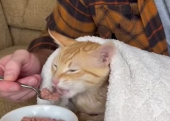 P1602015 I Rescued a Starving Cat… then She Revealed Her Biggest Secret (Part 2)