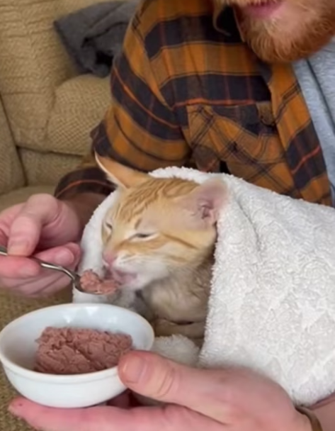 P1602015 I Rescued a Starving Cat… then She Revealed Her Biggest Secret (Part 2)