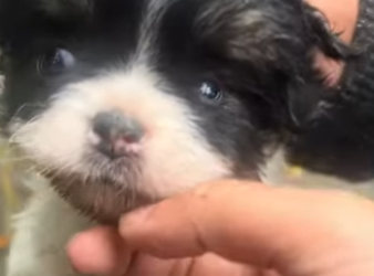 B3003004 I found a shivering puppy abandoned by the roadside. I rescued him and then…(Part2)