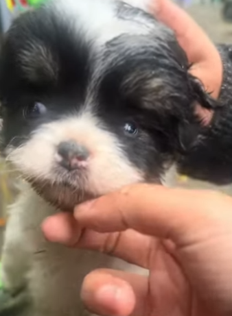 B3003004 I found a shivering puppy abandoned by the roadside. I rescued him and then…(Part2)