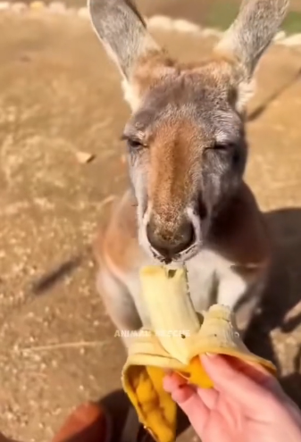 D3003001_Baby kangaroo (Part 2)