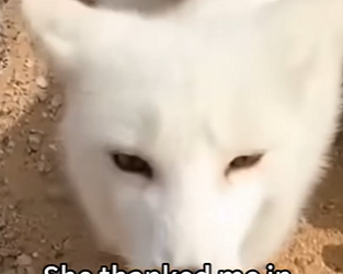C2829006 A fox got into trouble…. (Part 2)