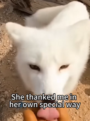 C2829006 A fox got into trouble…. (Part 2)