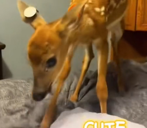 D3003003_Cute baby deer (Part 2)