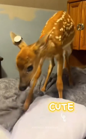 D3003003_Cute baby deer (Part 2)
