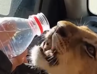 S2829002 A GLASS OF WATER Saved This Wild Lion’s Life. (Watch Him Now!) (Part 2)