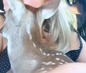 S2503002_Rescue a baby deer (Part 2)