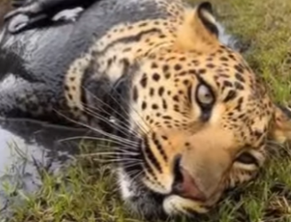 S2829006 I Rescued a Leopard… Days Later, He Came Back to My Door! (Part 2)