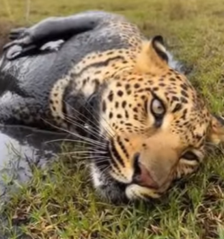 S2829006 I Rescued a Leopard… Days Later, He Came Back to My Door! (Part 2)