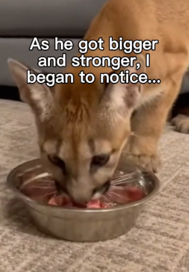 P0403008 should ve known beginning (Part 2)