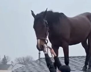 S2829005 Trapped By Fast Waters： Rescuing A Horse Before It Was Too Late (Part 2)