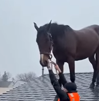 S2829005 Trapped By Fast Waters： Rescuing A Horse Before It Was Too Late (Part 2)