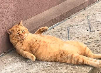B3003001 I saw a cat rummaging through a trashcan for food, and then…❤️(Part2)