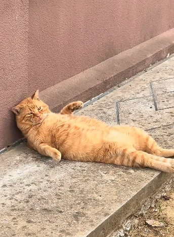 B3003001 I saw a cat rummaging through a trashcan for food, and then…❤️(Part2)