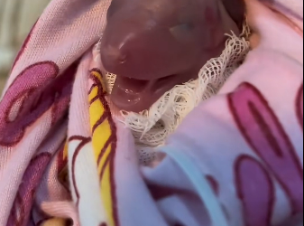 B3003003 I found a newborn squirrel baby in the grass, I rescued him and then…❤️(Part 2)