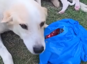 C0104004 The Dog Carried A Bag Daily… No One Expected What Was Inside (Part 2)